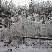 zima_12_2011